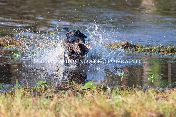 NEUSE RETRIEVER CLUB FALL HUNT TEST 2020