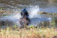 NEUSE RETRIEVER CLUB FALL HUNT TEST 2020