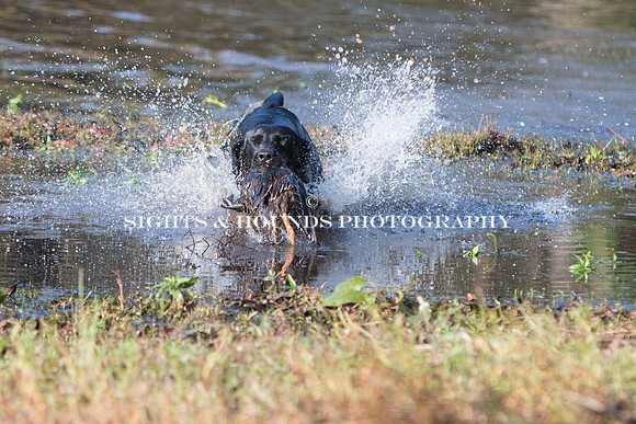 NEUSE RETRIEVER CLUB FALL HUNT TEST 2020