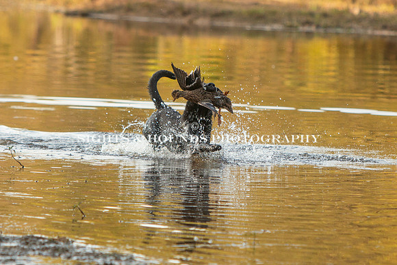 NEUSE RETRIEVER CLUB FALL HUNT TEST 2020