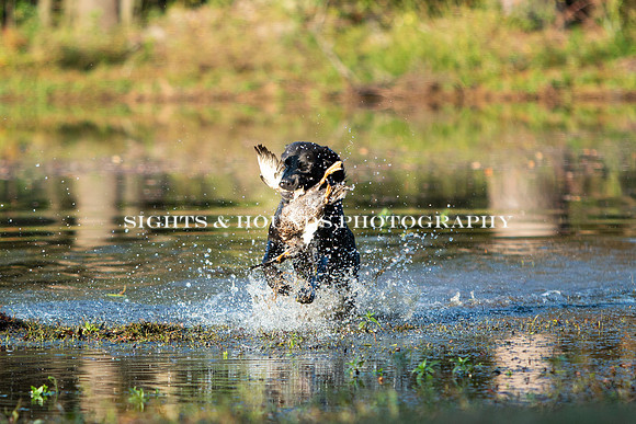 NEUSE RETRIEVER CLUB FALL HUNT TEST 2020