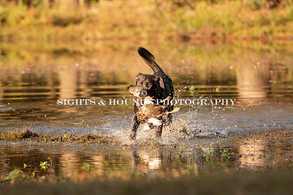 NEUSE RETRIEVER CLUB FALL HUNT TEST 2020