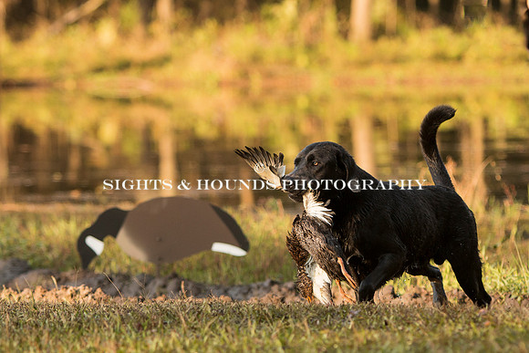NEUSE RETRIEVER CLUB FALL HUNT TEST 2020