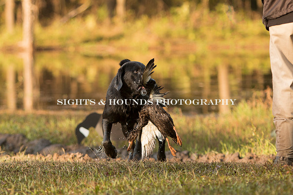 NEUSE RETRIEVER CLUB FALL HUNT TEST 2020