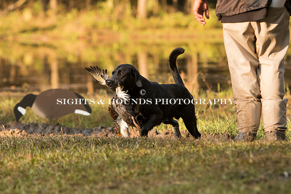 NEUSE RETRIEVER CLUB FALL HUNT TEST 2020