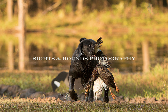 NEUSE RETRIEVER CLUB FALL HUNT TEST 2020
