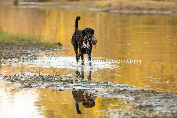 NEUSE RETRIEVER CLUB FALL HUNT TEST 2020