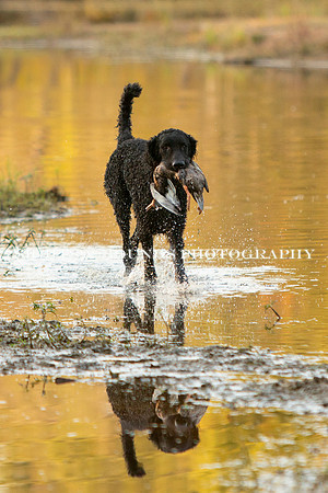 NEUSE RETRIEVER CLUB FALL HUNT TEST 2020