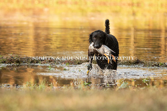 NEUSE RETRIEVER CLUB FALL HUNT TEST 2020
