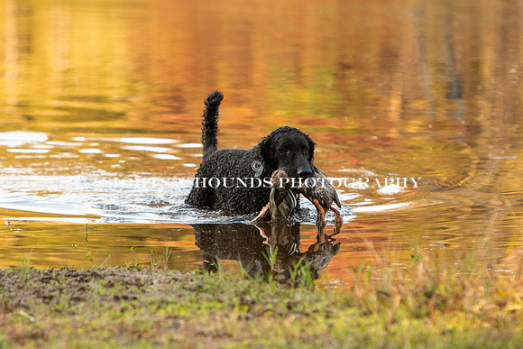 NEUSE RETRIEVER CLUB FALL HUNT TEST 2020