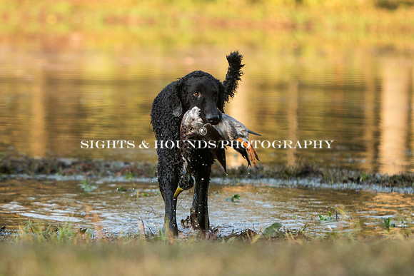 NEUSE RETRIEVER CLUB FALL HUNT TEST 2020