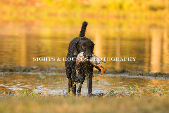 NEUSE RETRIEVER CLUB FALL HUNT TEST 2020
