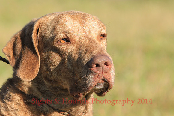 OSSIE