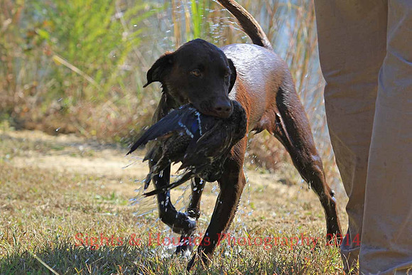 Bird dog Davis