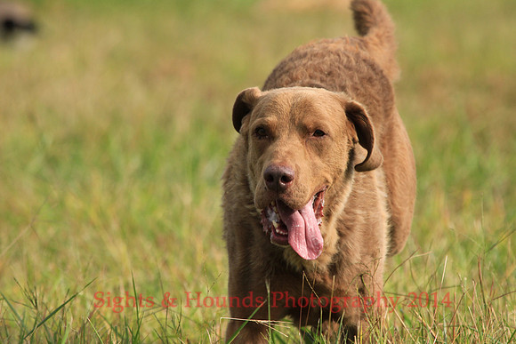 SCOUT
