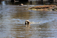 Test Dog with a back up...