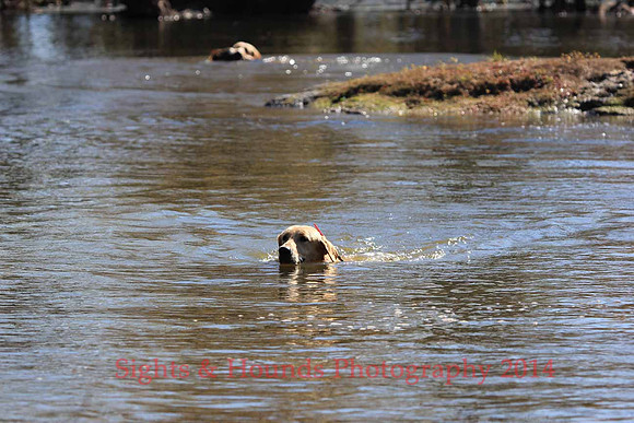 Test Dog with a back up...