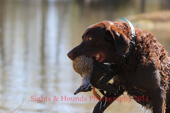 Benelli Thorsted