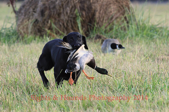 TEST DOG