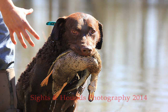 Benelli Thorsted