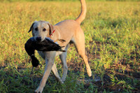 Junior Test Dog