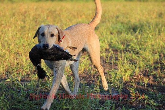 Junior Test Dog