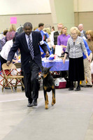 Dobermans