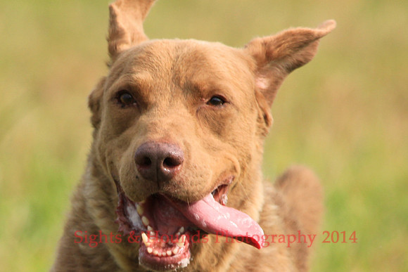 SCOUT