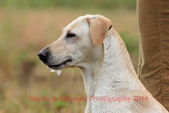 Test Dog