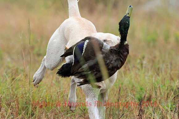 Test Dog