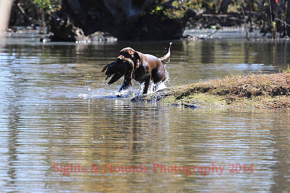 Bird dog Davis