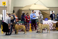 Mastiff