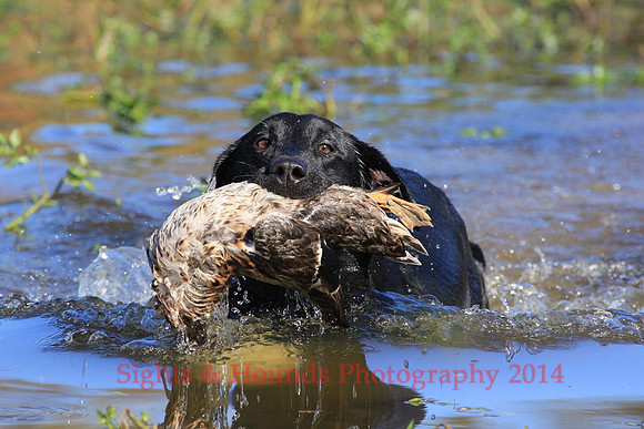 Muddy Janke