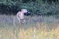 Junior Test Dog