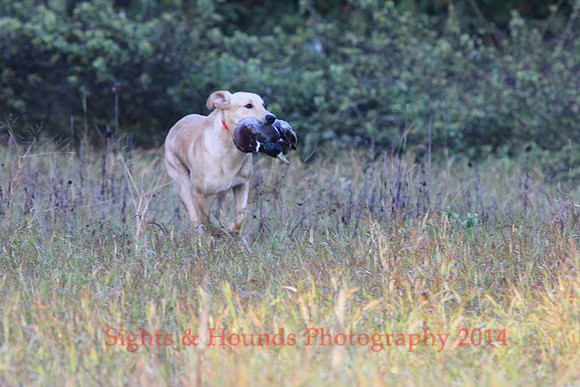 Junior Test Dog