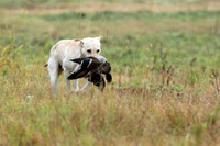 Test Dog