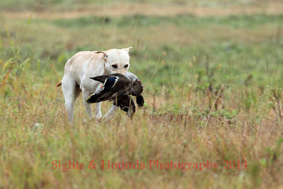 Test Dog