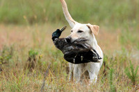 Test Dog