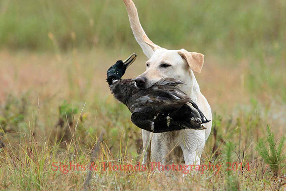 Test Dog