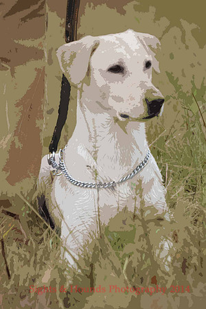 Test Dog