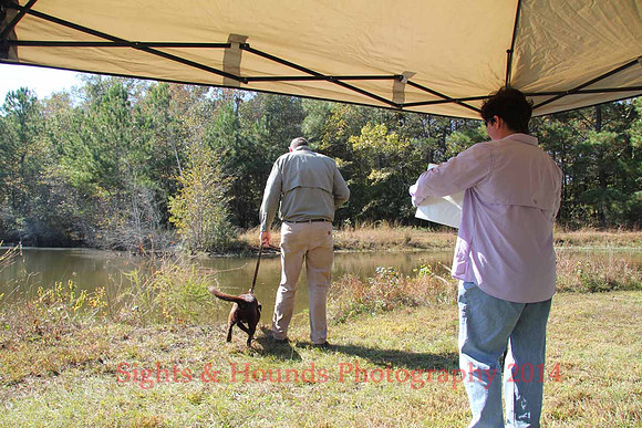 Bird dog Davis