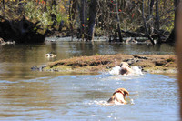 Test Dog with a back up...