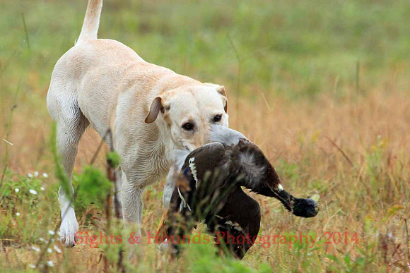 Test Dog