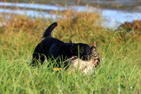 TEST DOG