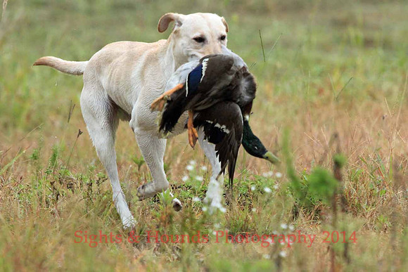 Test Dog