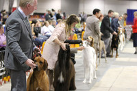 Hounds