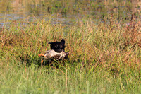 TEST DOG