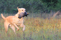 Junior Test Dog