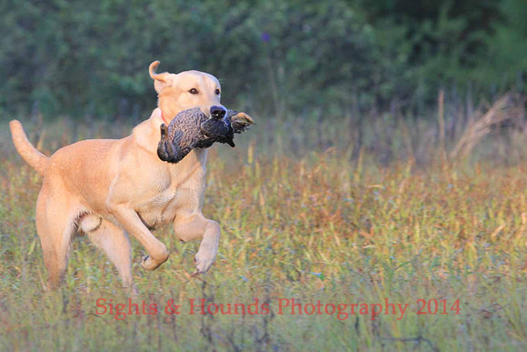 Junior Test Dog