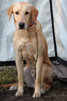 Test Dog